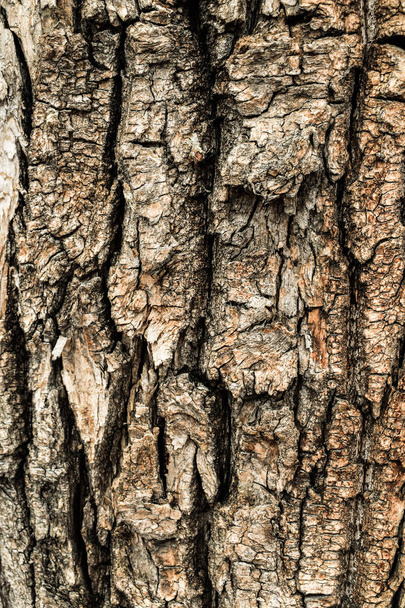 beautiful trees in the forest or in the Park. bark of trees - Foto, imagen