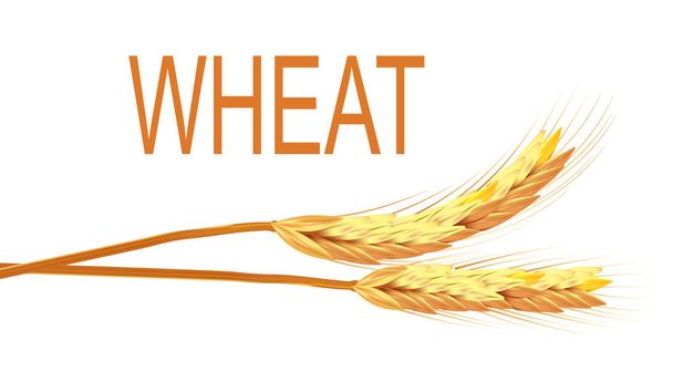 Realistic ear of wheat isolated vector illustration - Vector, Image