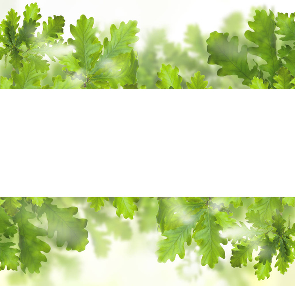 Vihreät lehdet reunus valkoinen tyhjä tausta
 - Valokuva, kuva