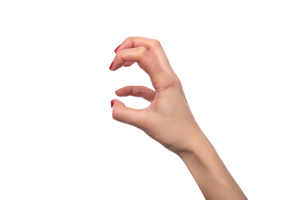 Женская рука показывает животных когти на белом фоне
. - Фото, изображение