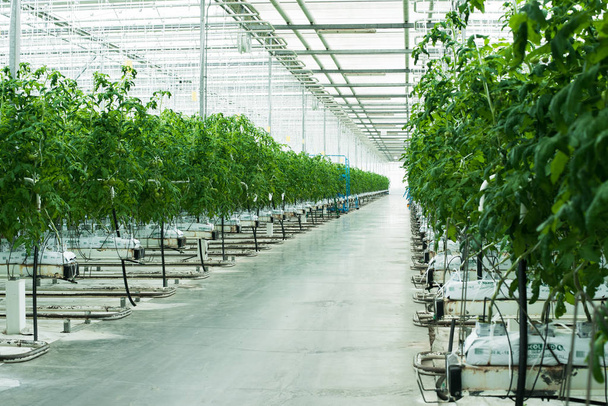 πράσινες ντομάτες φυτρώνουν στο θερμοκήπιο. Βιομηχανική καλλιέργεια τομάτας και βοτάνων - Φωτογραφία, εικόνα