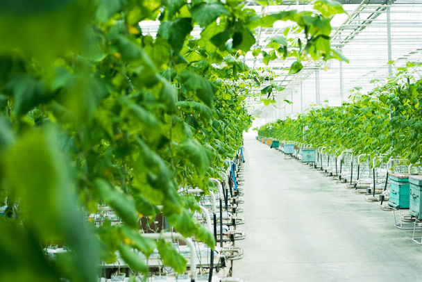 Növekvő zöld uborka egy nagy és fényes üvegház. Kis zölduborka a gazdaságban - Fotó, kép