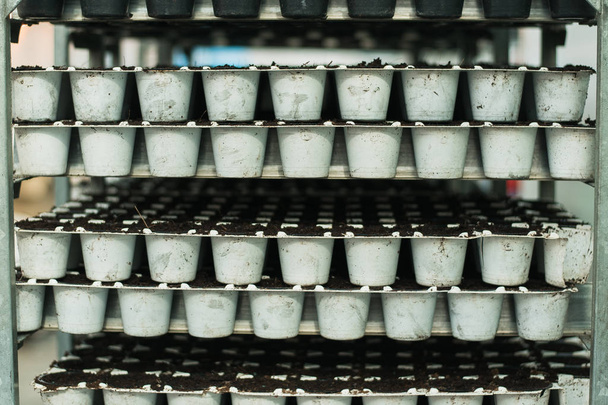 саженцы в белых пластиковых горшках. Производство теплиц
 - Фото, изображение