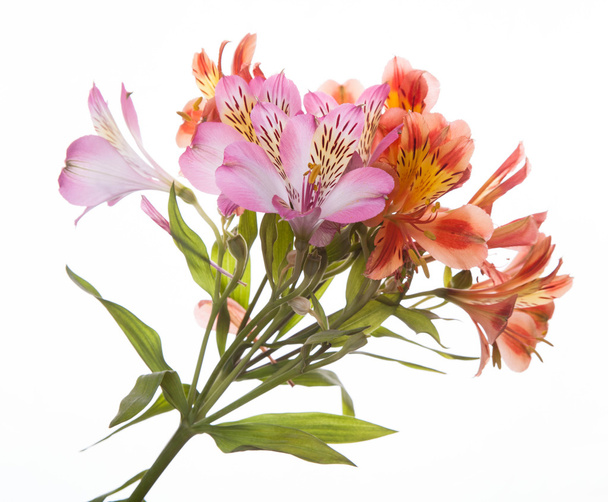 Alstroemeria flowers - Valokuva, kuva