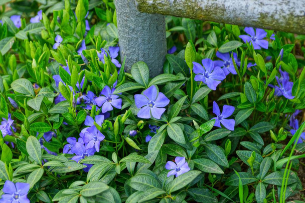 pequenas flores azuis sinos entre folhas verdes
 - Foto, Imagem
