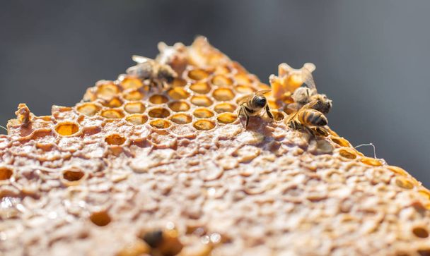 Vista de cerca de las abejas que trabajan en las celdas de miel
 - Foto, imagen
