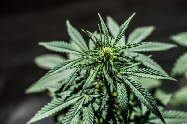 marijuana plant and leaf - Photo, Image