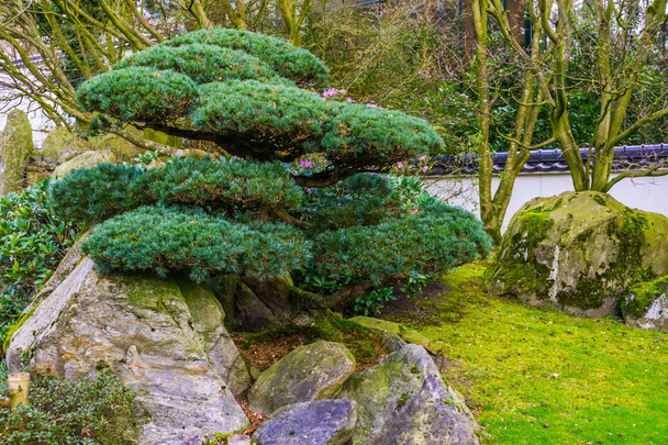 Japon tarzında budama ağacı, Topiyer sanatı, Asya gelenekleri - Fotoğraf, Görsel