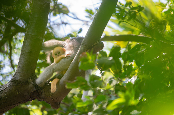 Dusky Langur Monkey Baby z matką na drzewie w lesie. - Zdjęcie, obraz