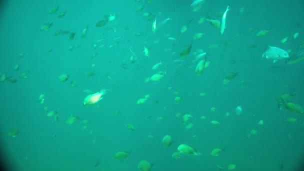 A shoal of Sergeant Major and Rabbit fish underwater in the Andaman sea, Thailand - Footage, Video