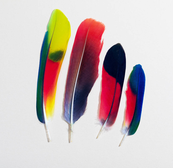 Four colorful parrot bird feathers on white - Fotó, kép