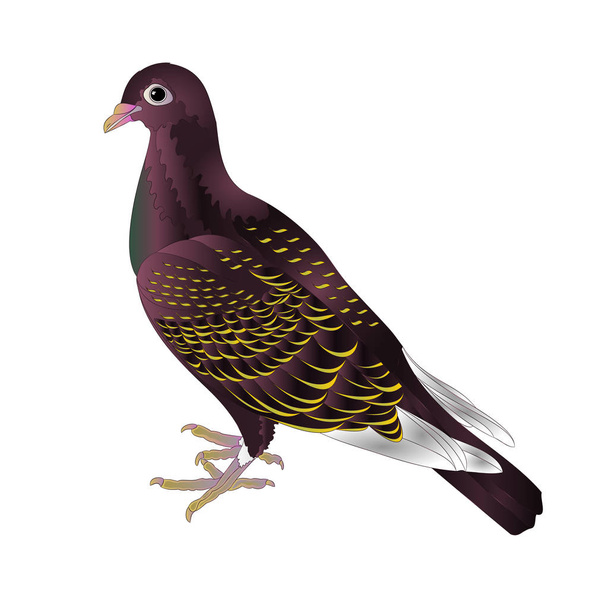 Bird cute small ornamental young pigeon on a white background  vintage vector illustration editable Hand draw - Vektor, obrázek