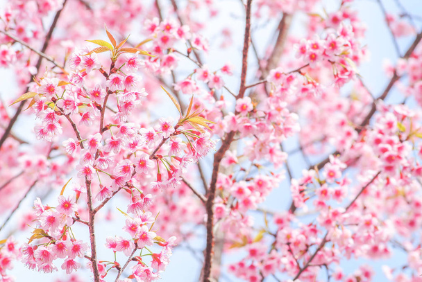 Kirsikankukka - Valokuva, kuva
