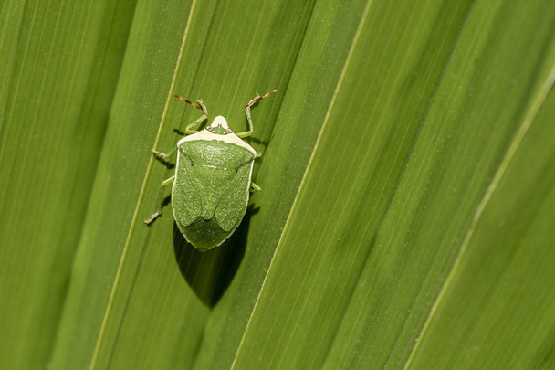 Зеленое насекомое на зеленом большом листе
 - Фото, изображение