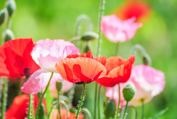 Красные и розовые цветы мака в поле, красный папавер
 - Фото, изображение
