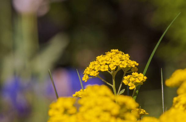 黄色いアリストムを咲かせ、紫色のオーブリータをぼかす - 写真・画像