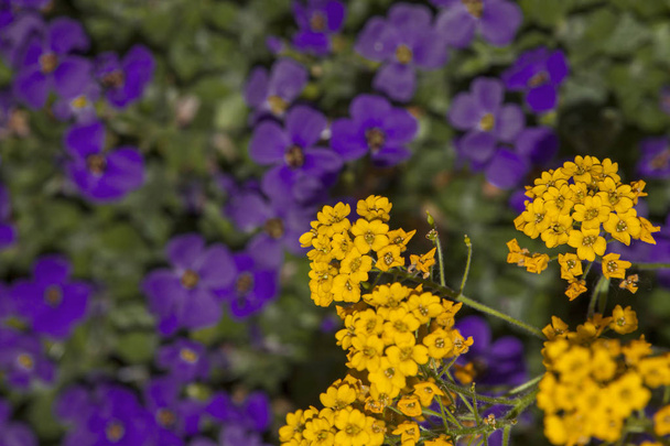 黄色いアリストムを咲かせ、紫色のオーブリータをぼかす - 写真・画像
