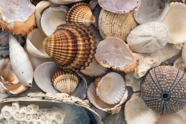 Bunch of of various sea animals urcihn, snail, sand dollar, shel - Foto, imagen