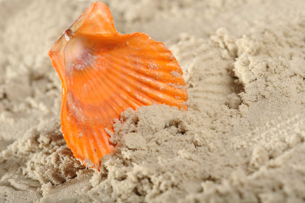 Cockleshells and sand - Photo, image