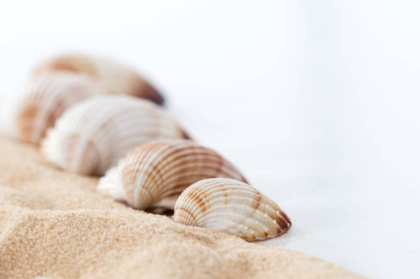 berberecho común, cerastoderma edule concha marina y patrón de arena
 - Foto, Imagen