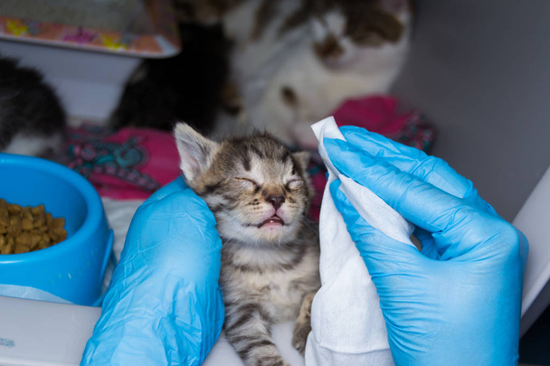 a állatorvos takarítás a cica fertőzött szemek-val speciális - Fotó, kép