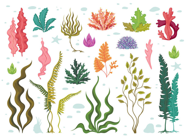 Algas marinhas. Plantas subaquáticas do mar, recifes de corais oceânicos e algas aquáticas, conjunto de flora marinha desenhada à mão. Desenho de desenhos animados de alga marinha vetora
 - Vetor, Imagem