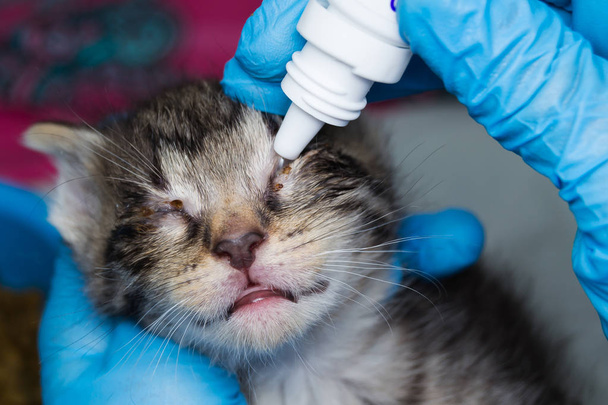 de dierenarts die gemedicineerde druppels in de ogen van een kitten - Foto, afbeelding