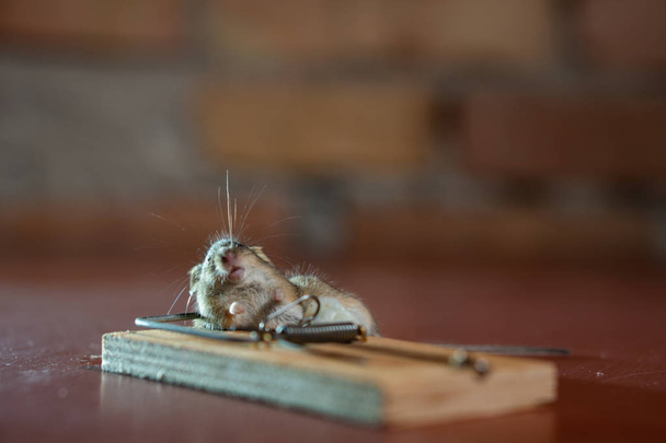 Mouse morto morto em uma armadilha de rato no chão de madeira em House
 - Foto, Imagem