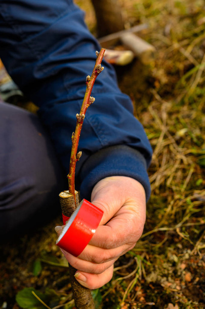 Frau wickelt Pfropfbaum im Garten mit Isolierband ein, um die Feuchtigkeit in Nahaufnahme zu halten - Foto, Bild