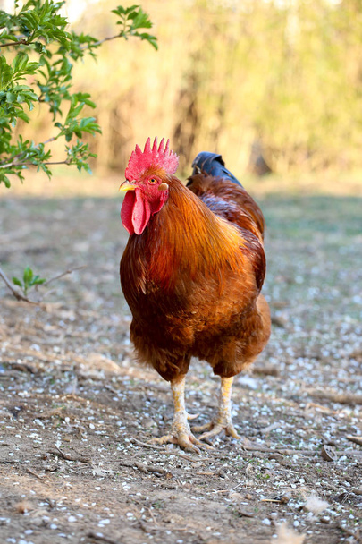Brown rooster on the yard - Photo, Image