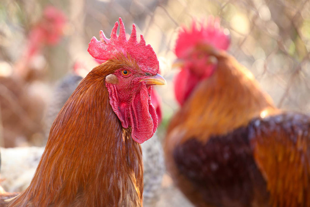 Retrato de dos gallos marrones
 - Foto, Imagen