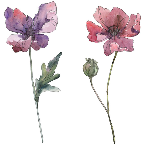 Red and purple poppy floral botanical flowers. Watercolor background set. Isolated poppies illustration element. - Photo, Image