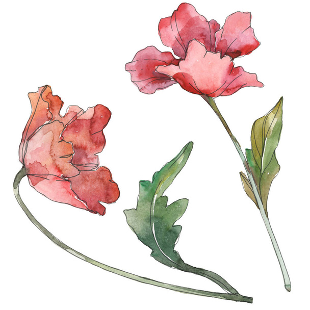 Botanische Blüten des roten Mohns. Aquarell Hintergrund Set vorhanden. isolierte Mohnblumen Illustrationselement. - Foto, Bild