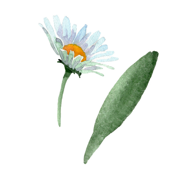 Big white chamomile floral botanical flowers. Watercolor background set. Isolated chamomile illustration element. - Photo, Image