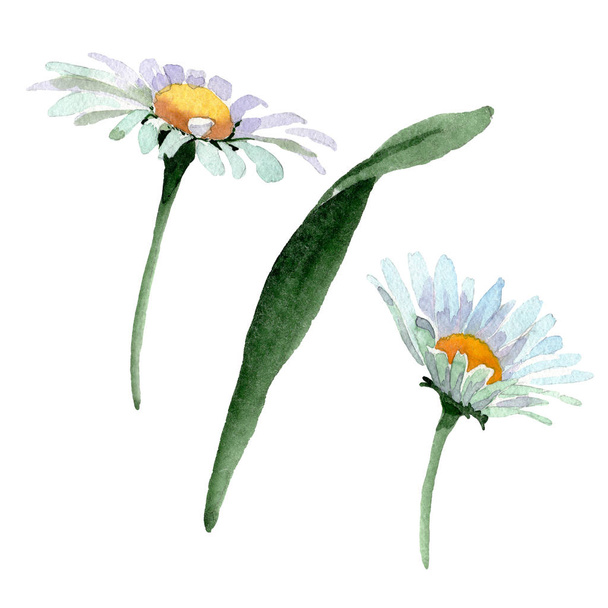 Duży biały rumianek kwiatowy kwiatów botanicznych. Zestaw tła akwarelowego. Izolowany element ilustracji z rumianku. - Zdjęcie, obraz