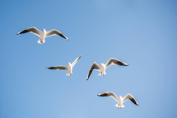 Möwen fliegen in den Himmel - Foto, Bild