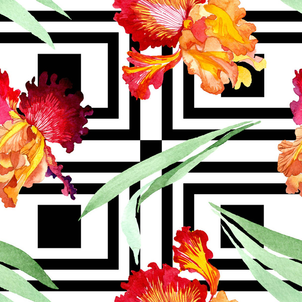 Rode vette ontmoeting Iris bloemen botanische bloemen. Aquarel achtergrond illustratie instellen. Naadloos achtergrond patroon. - Foto, afbeelding