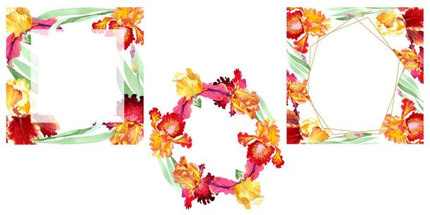 Rode vette ontmoeting Iris bloemen botanische bloemen. Aquarel achtergrond illustratie instellen. Frame rand ornament vierkant. - Foto, afbeelding