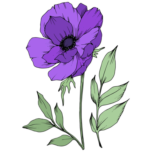 Vector Purple Anemone цветочные ботанические цветы. Черно-белый рисунок чернил. Изолированный элемент иллюстрации анемонов
. - Вектор,изображение