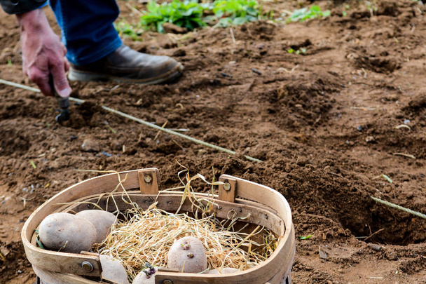 Φυτεύετε πατάτες έξω για να καλλιεργείτε τα δικά σας λαχανικά - Φωτογραφία, εικόνα