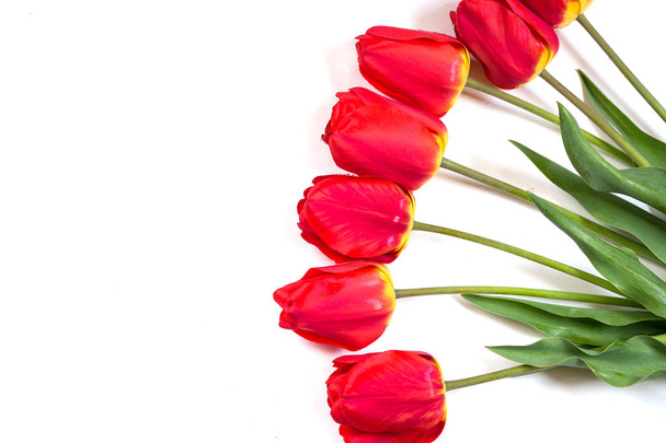 um buquê de tulipas em um fundo branco. tulipas isoladas
 - Foto, Imagem