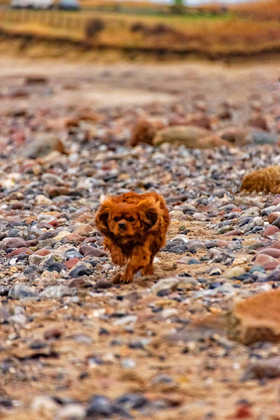 Cão está correndo na praia de Fehmarn
 - Foto, Imagem
