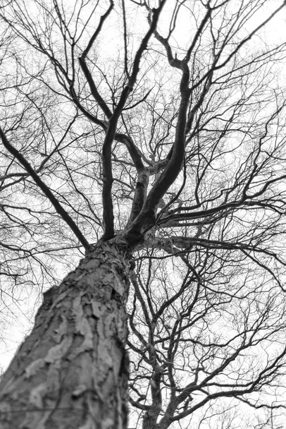 Árvore sem folhas na copa da árvore
 - Foto, Imagem