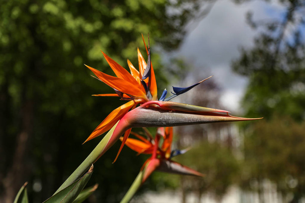 Fiore colorato Uccello del paradiso - Strelitzia Reginae
 - Foto, immagini
