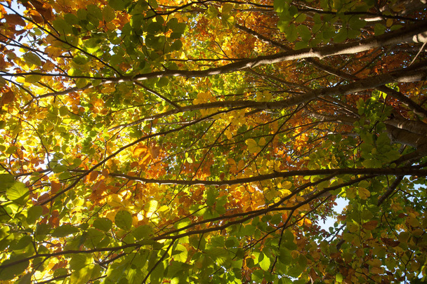 Trees in autumn season background. Autumn lansdscape - Photo, Image