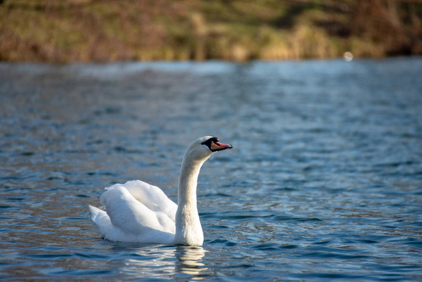 cisne no lago - Foto, Imagem