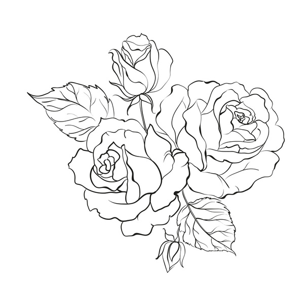 Bouquet of roses. - Vector, Image