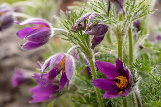 Fleur violette au printemps - Photo, image