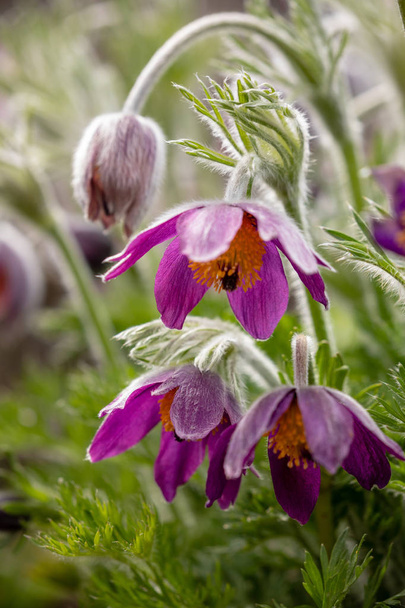 Fleur violette au printemps - Photo, image