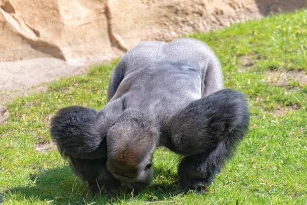 Lowland Gorilla silverback recoge forraje de la pradera
 - Foto, Imagen